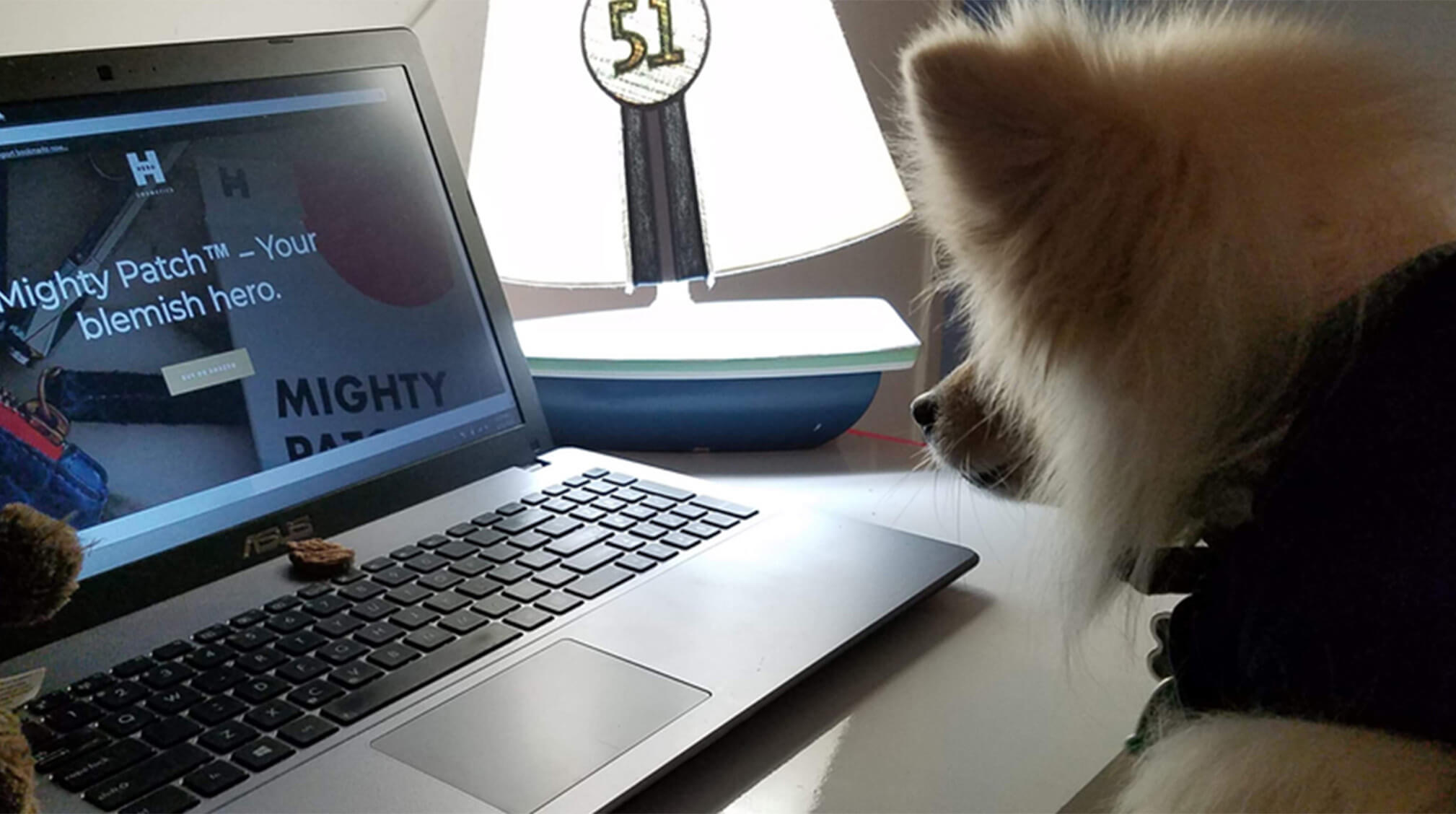 image of Pomeranian looking at computer screen