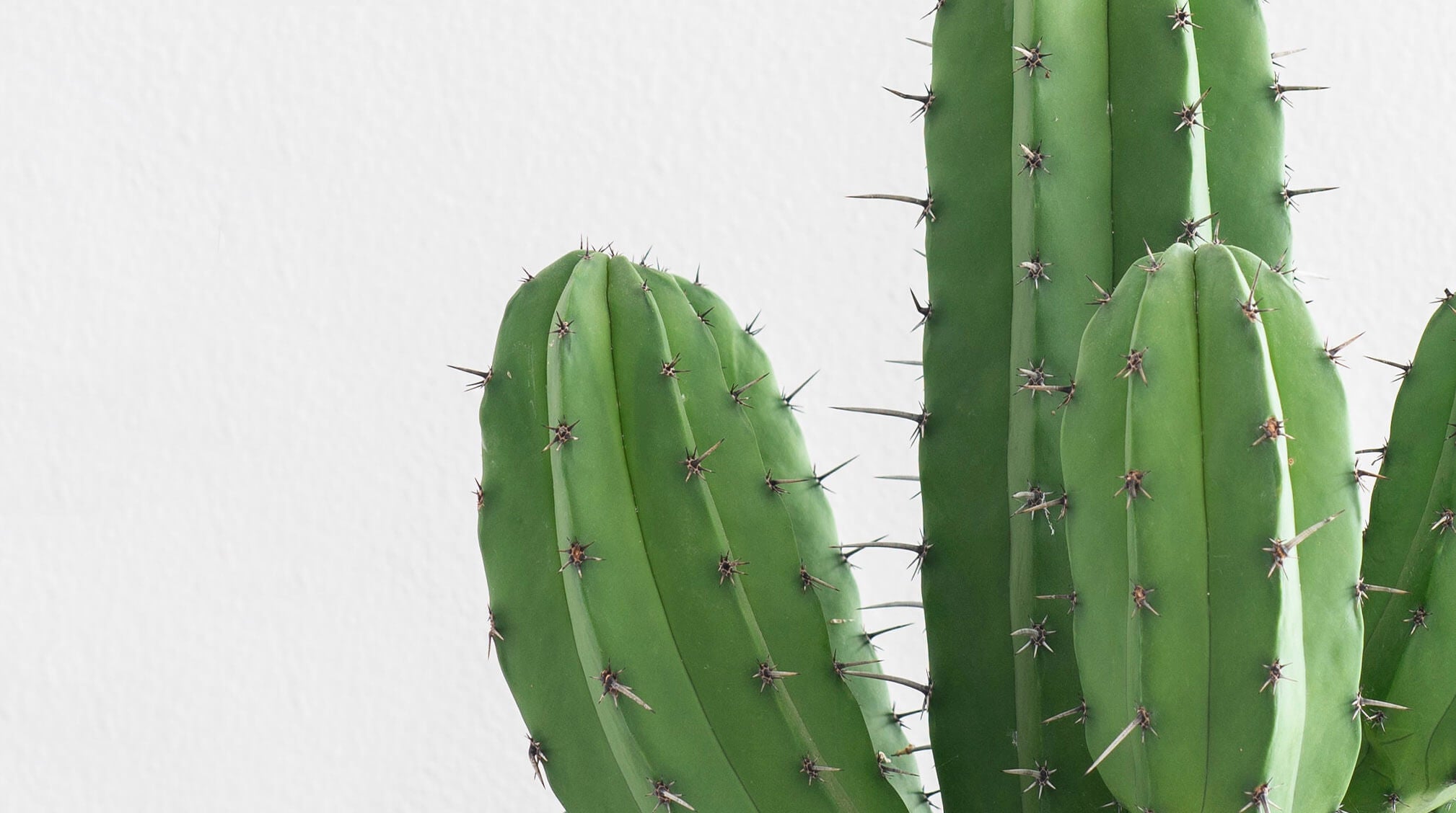 Cactus on a white background