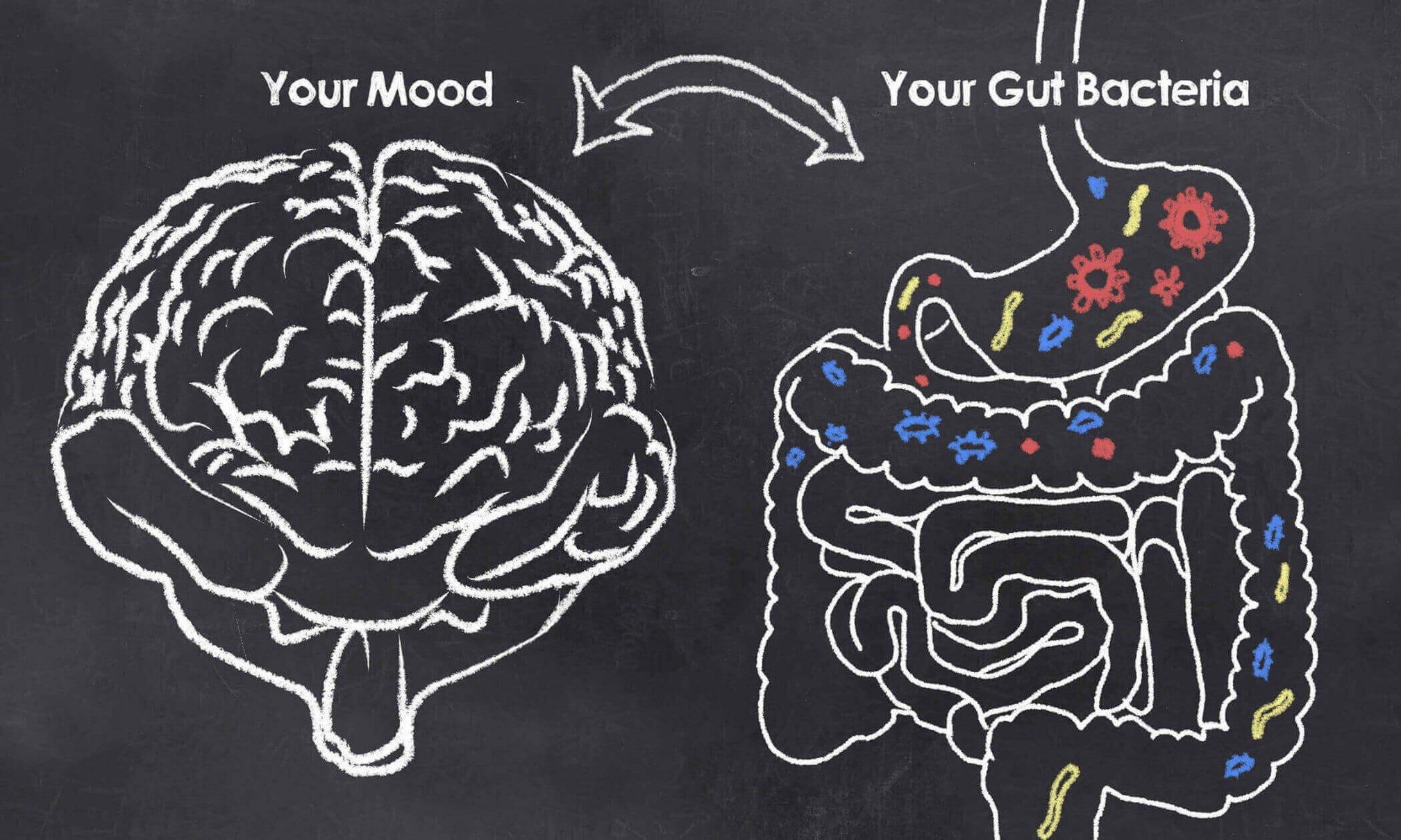 Connection between gut health and mood
